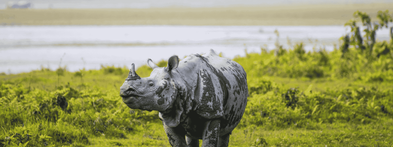 Assam